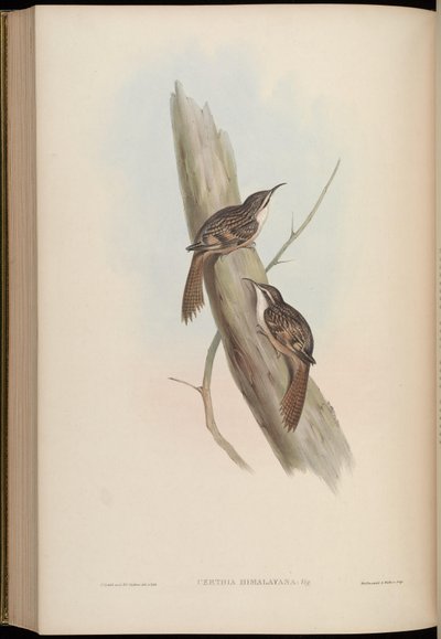 Certhia himalayana af John Gould